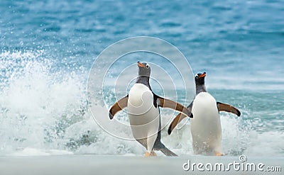 Two Gentoo penguins coming ashore from Atlantic ocean Stock Photo