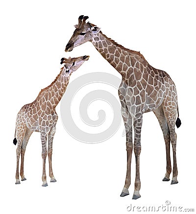 Two geometric giraffes, isolated on white background Vector Illustration