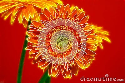 Two Gerbera Daisies Stock Photo