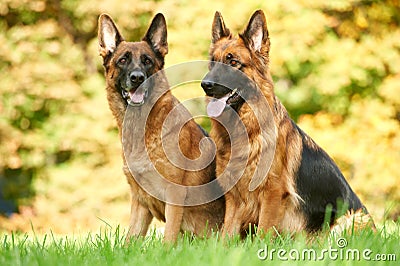 Two German Shepherd Dog Stock Photo