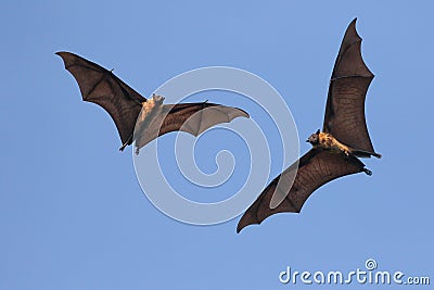 Two Giant Indian flying fox bats on the fly, Pteropus giganteu Stock Photo