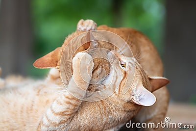 Two ginger cats playing together Stock Photo