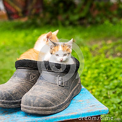 Two ginger kittens sitting in old black galoshes, close up, copy space Stock Photo