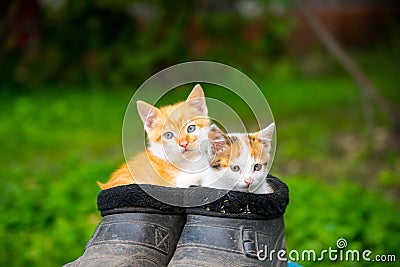 Two ginger kittens sitting in old black galoshes, close up, copy space Stock Photo