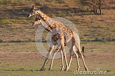 Two giraffe (Giraffa camelopardalis) Stock Photo