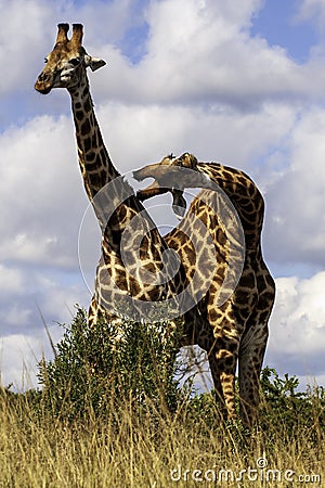 Two Giraffe, twisted bodies, play, jest Stock Photo