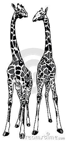 Two Giraffes Vector Illustration