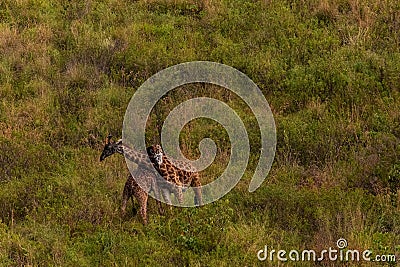 Two giraffes fighting for mating privileges in National Reserve in Africa. Stock Photo