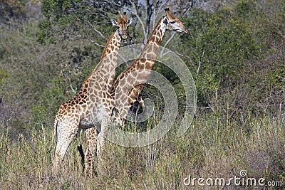 Two giraffes standing in tall brush Stock Photo