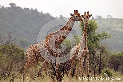 Two giraffes standing together Stock Photo