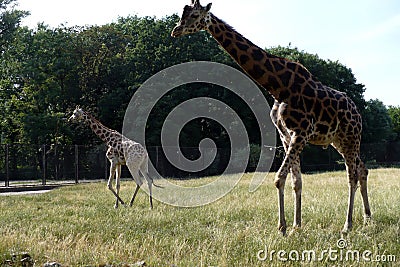 Two giraffes in a zoo stands on the grass extends a long neck Stock Photo