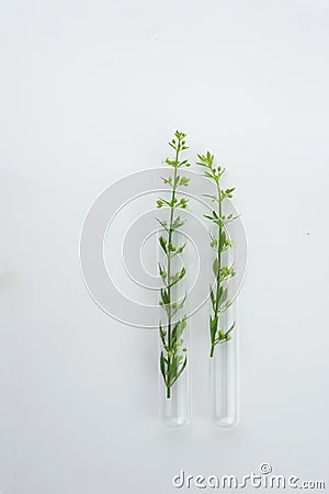 Two glass science test tube with green wild plant for biotechnology research on white background Stock Photo