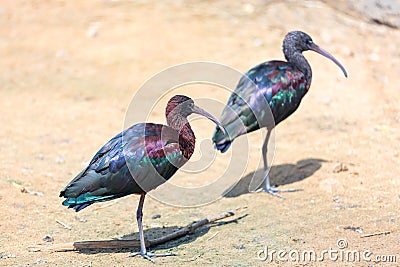 Two Glossy Ibis (Plegadis falcinellus) Stock Photo