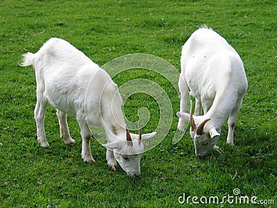 Two goats Stock Photo