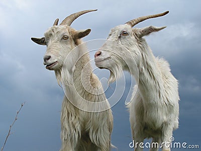 Two goats Stock Photo