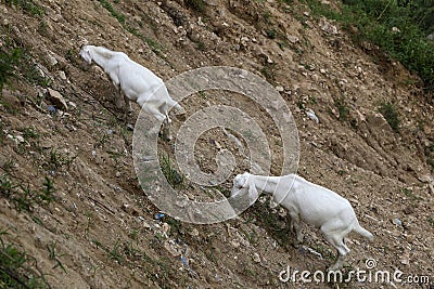 Two goats are eating grass on the steep sides Stock Photo