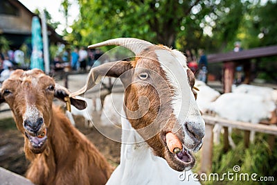 Funny goats eating carrots Stock Photo