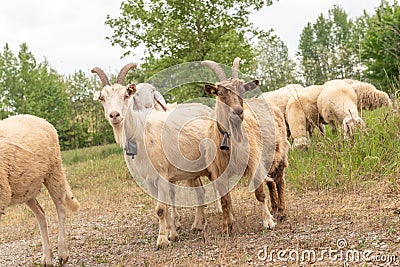Two goats with horns facing the camera as they graze Stock Photo