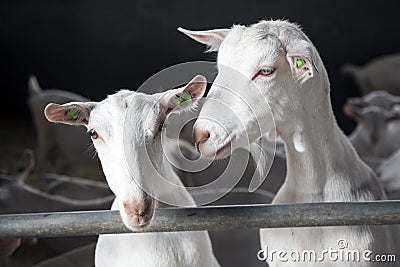 Two goats look bars of stable Stock Photo