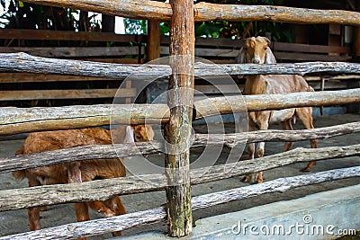 Two Goats Look at the Camera. Goats in the Barn at an Eco Farm Located in the Countryside Stock Photo