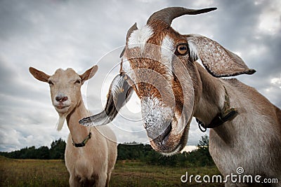 Two goats look at the camera Stock Photo