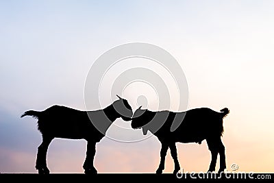 Two goats love to each other. Stock Photo