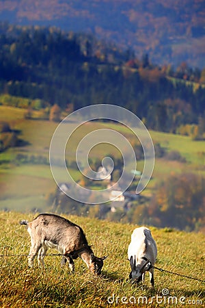 Two goats on the pasturage Stock Photo