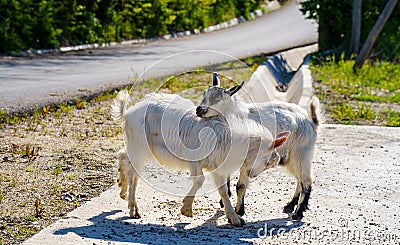Two goats play during the day. Stock Photo