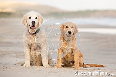 Two golden retriever dogs sit on the beach Stock Photo