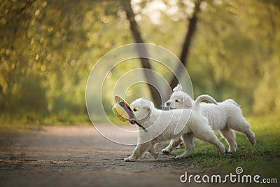 Two Golden Retriever puppys runs on grass and play Stock Photo
