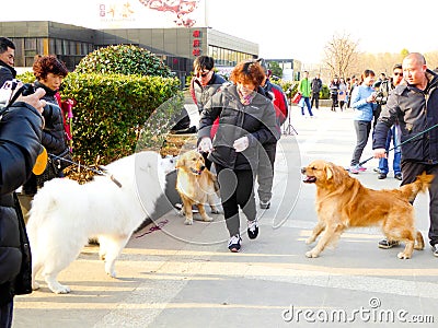 Two Golden Retriever and Samoye playing Editorial Stock Photo