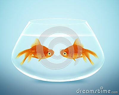 Two goldfish falling in love Stock Photo