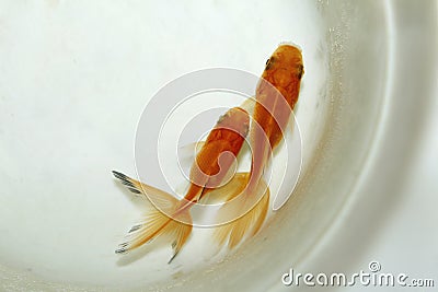 Two goldfish on small bowl Stock Photo