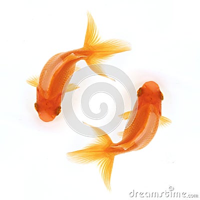 Two goldfish swimming in circles Stock Photo