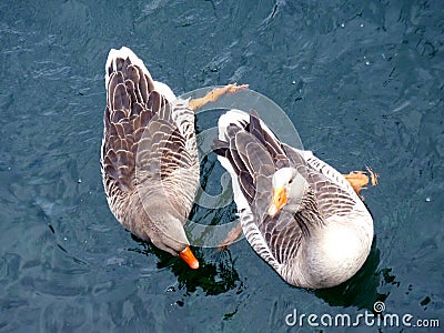 Two gooses Stock Photo