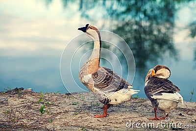 Two gooses Stock Photo