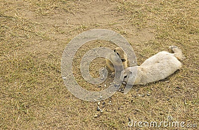 Two gophers eat sunflower seeds together on the lawn Stock Photo