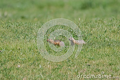 Two gophers in a low green grass on a bright sunny day. Stock Photo
