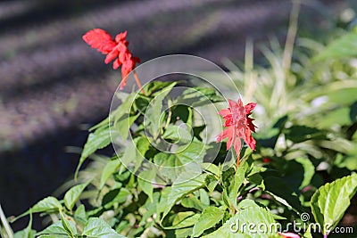 Two Gorgeous Bright Red Flowers and a Lot of Green Leaves Stock Photo
