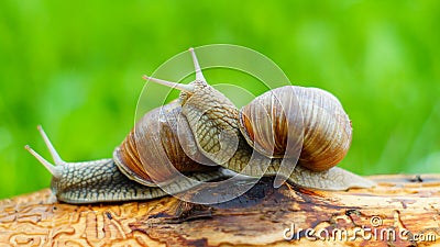 Two grape snails are playing Stock Photo