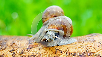 Two grape snails are struggling with each other Stock Photo