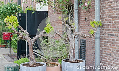 Two grape trees bonsai with green leaves in the big pots outside in Amsterdam, Netherlands. Street greening design Stock Photo