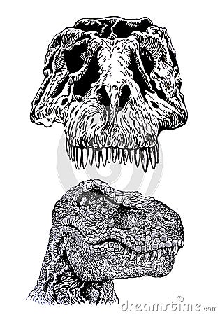 Two graphical heads of tyrannosaurus isolated on white, head and skull of dinosaur vector element Vector Illustration