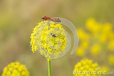 Two Graphosoma lineatum insects mating on yellow flowers of umbelifera plant Stock Photo