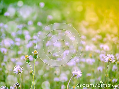 two grass flower snow falling in spring Stock Photo