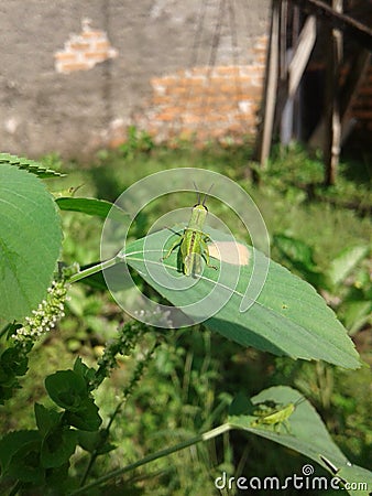Two grasshoper Stock Photo