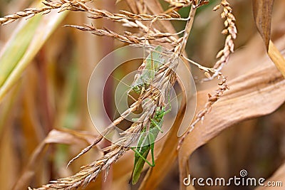 Two grasshopper sitting on the dry maize inflorescence. Stock Photo