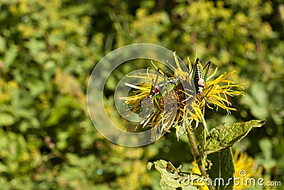 Two grasshoppers on a flower of elecampane Stock Photo