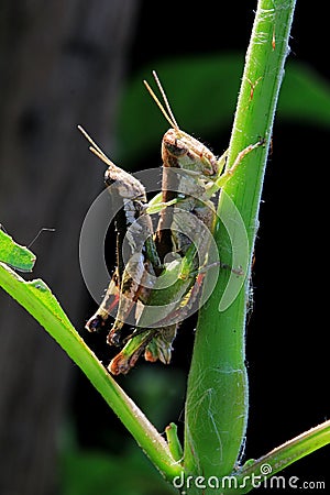 Two Grasshoppers Having Sex Stock Photo