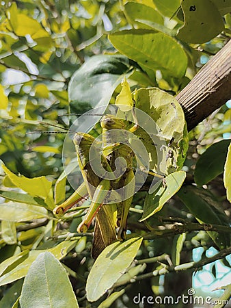 two grasshoppers mating on the leaves Stock Photo